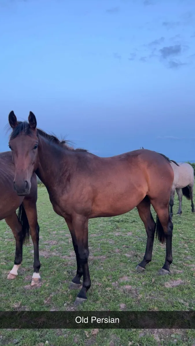 Horse - Image 1