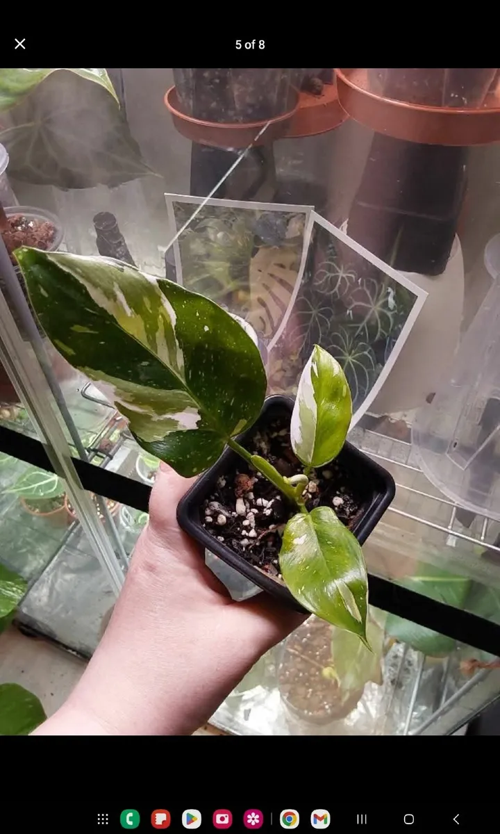 Rare plants, Anthurium, Philodendron, Alocasia - Image 1