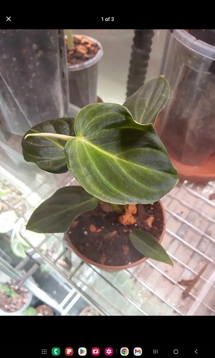 Rare plants, Anthurium, Philodendron, Alocasia - Image 2
