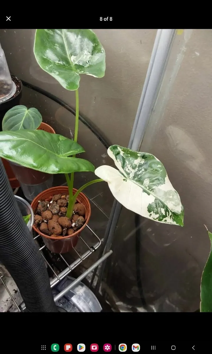 Rare plants, Anthurium, Philodendron, Alocasia - Image 3