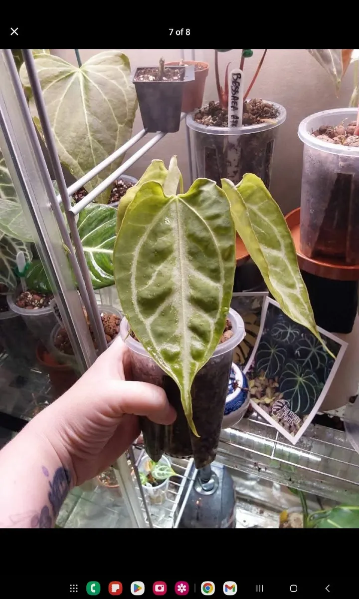 Rare plants, Anthurium, Philodendron, Alocasia - Image 4