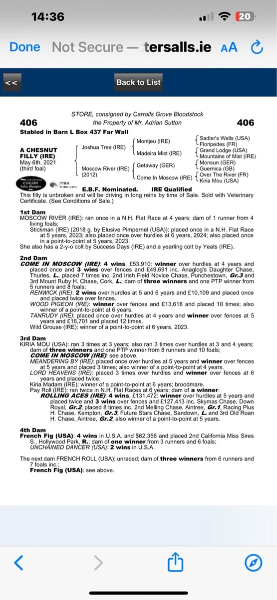 3yo Thoroughbred Success Days - Image 3