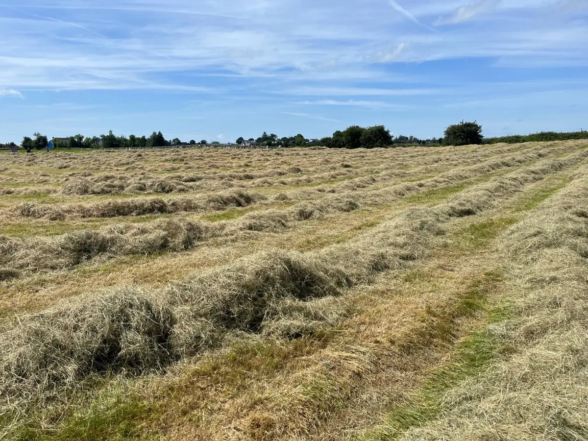 Square or Round Bales of Hay - Image 1