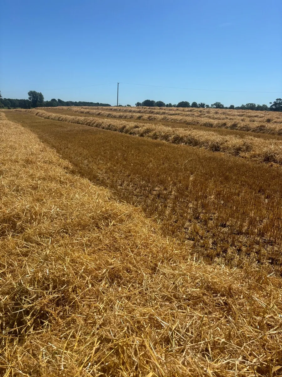 Barley straw - Image 1
