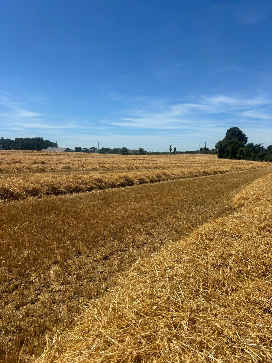Barley straw - Image 2