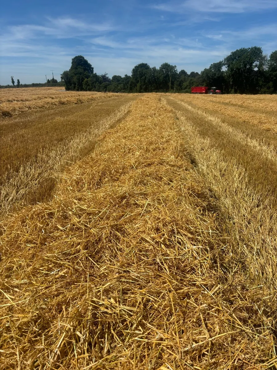 Barley straw - Image 3