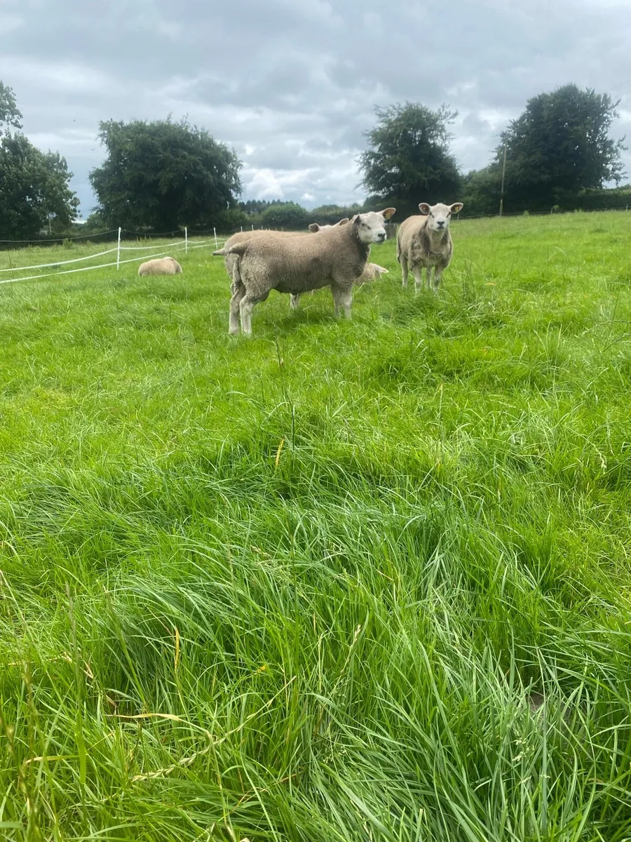 Pedigree registered Texel ram lambs - Image 2