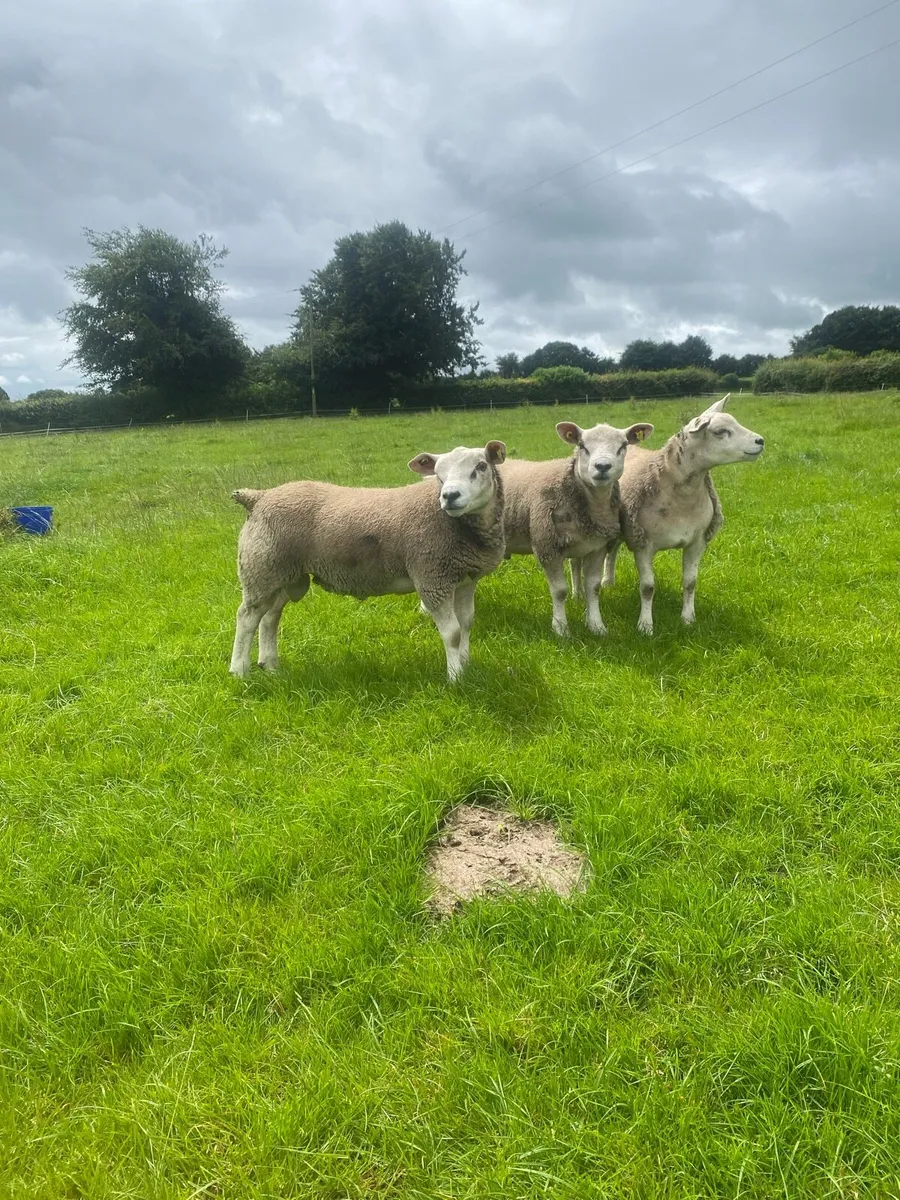 Pedigree registered Texel ram lambs - Image 1