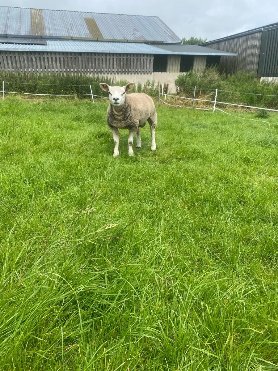 Pedigree registered Texel ram lambs - Image 3