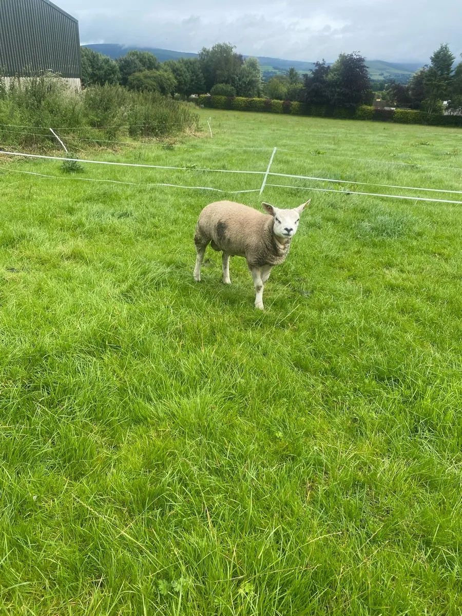 Pedigree registered Texel ram lambs - Image 4