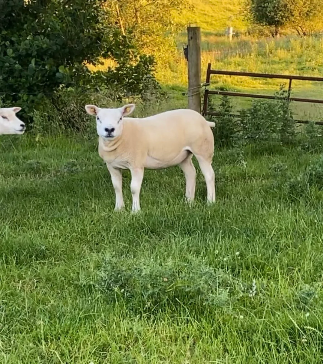 2 PEDIGREE REGISTER HOGG EWES - Image 1