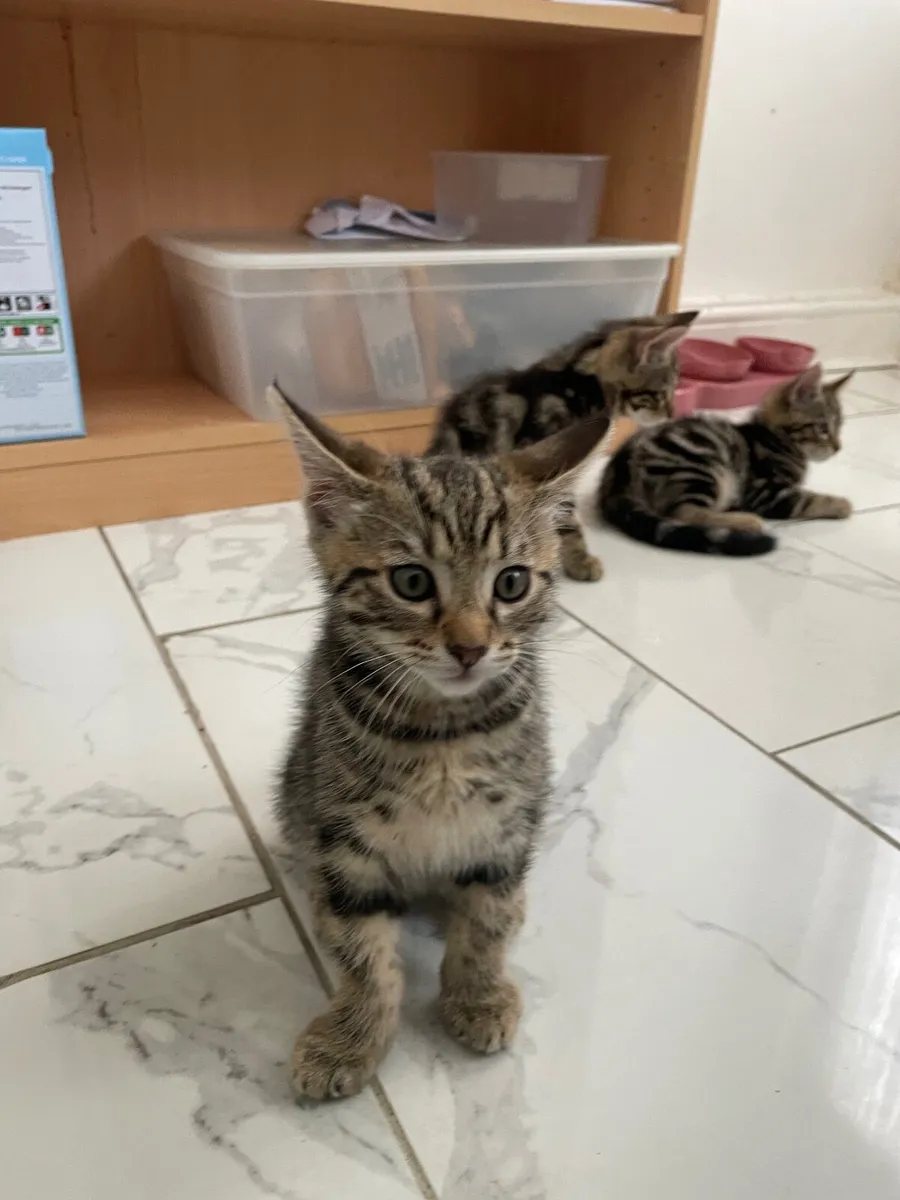 2 Gorgeous Classic Tabby Kittens - Image 2
