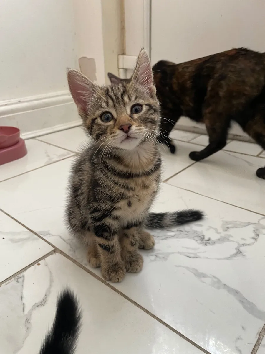2 Gorgeous Classic Tabby Kittens - Image 3