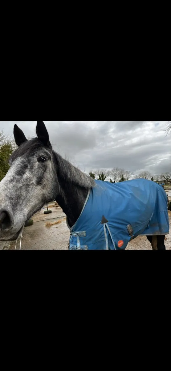 9 year old mate - Image 3