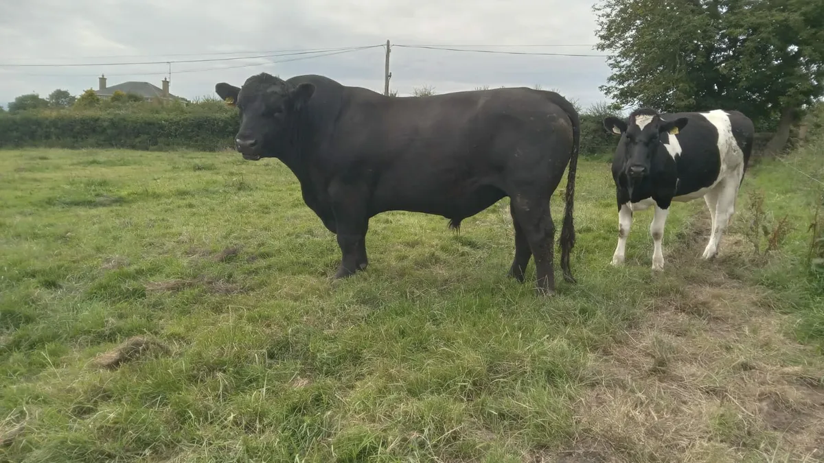 Pure Bred Angus Bull - Image 1