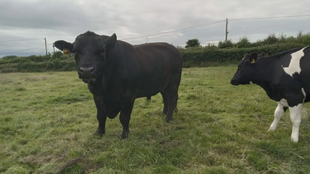 Pure Bred Angus Bull - Image 2