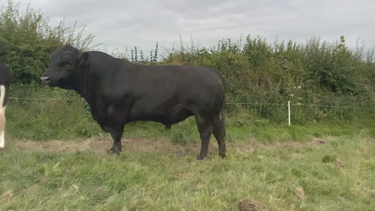 Pure Bred Angus Bull - Image 3