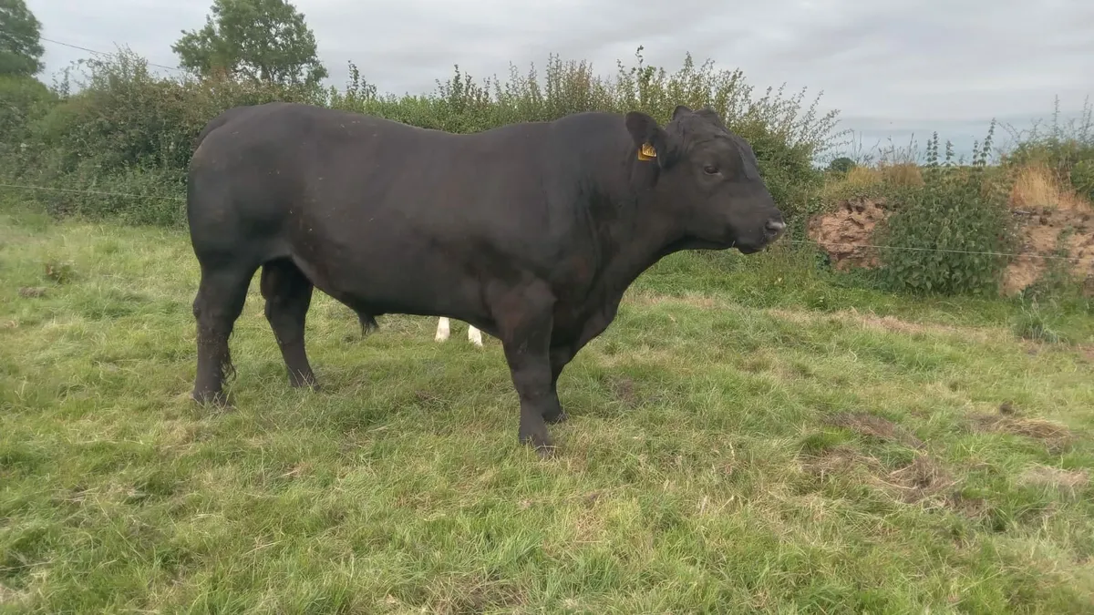 Pure Bred Angus Bull - Image 4