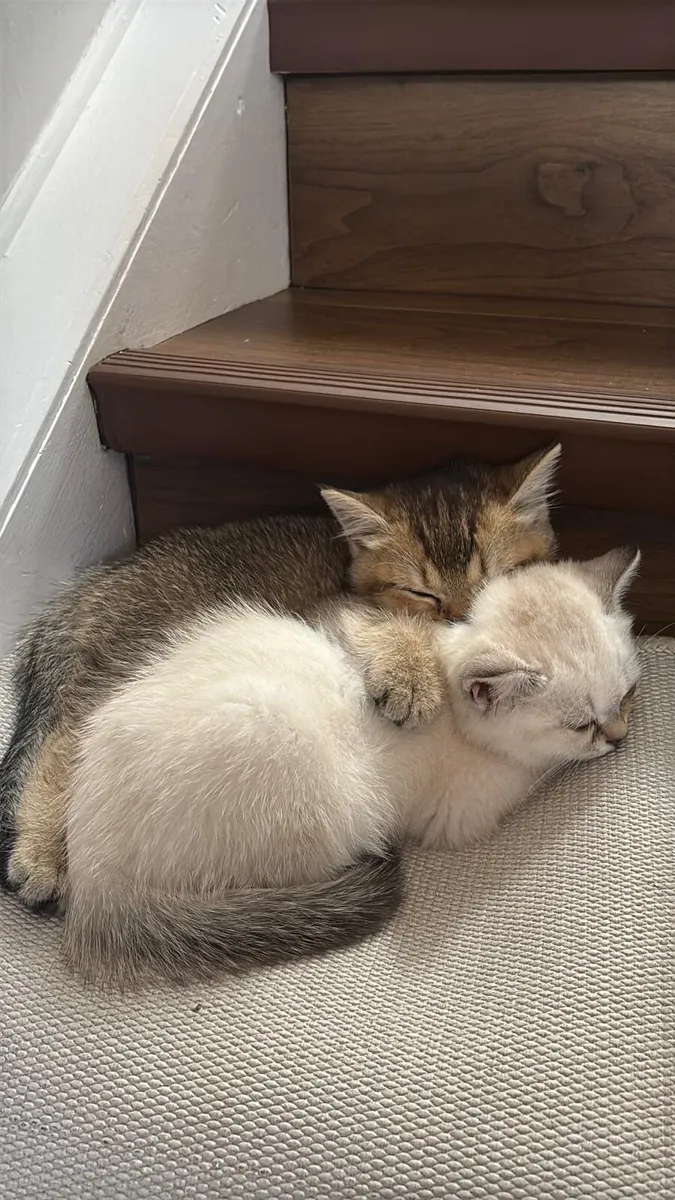 British Shorthair and Scottish Straight Kittens - Image 2