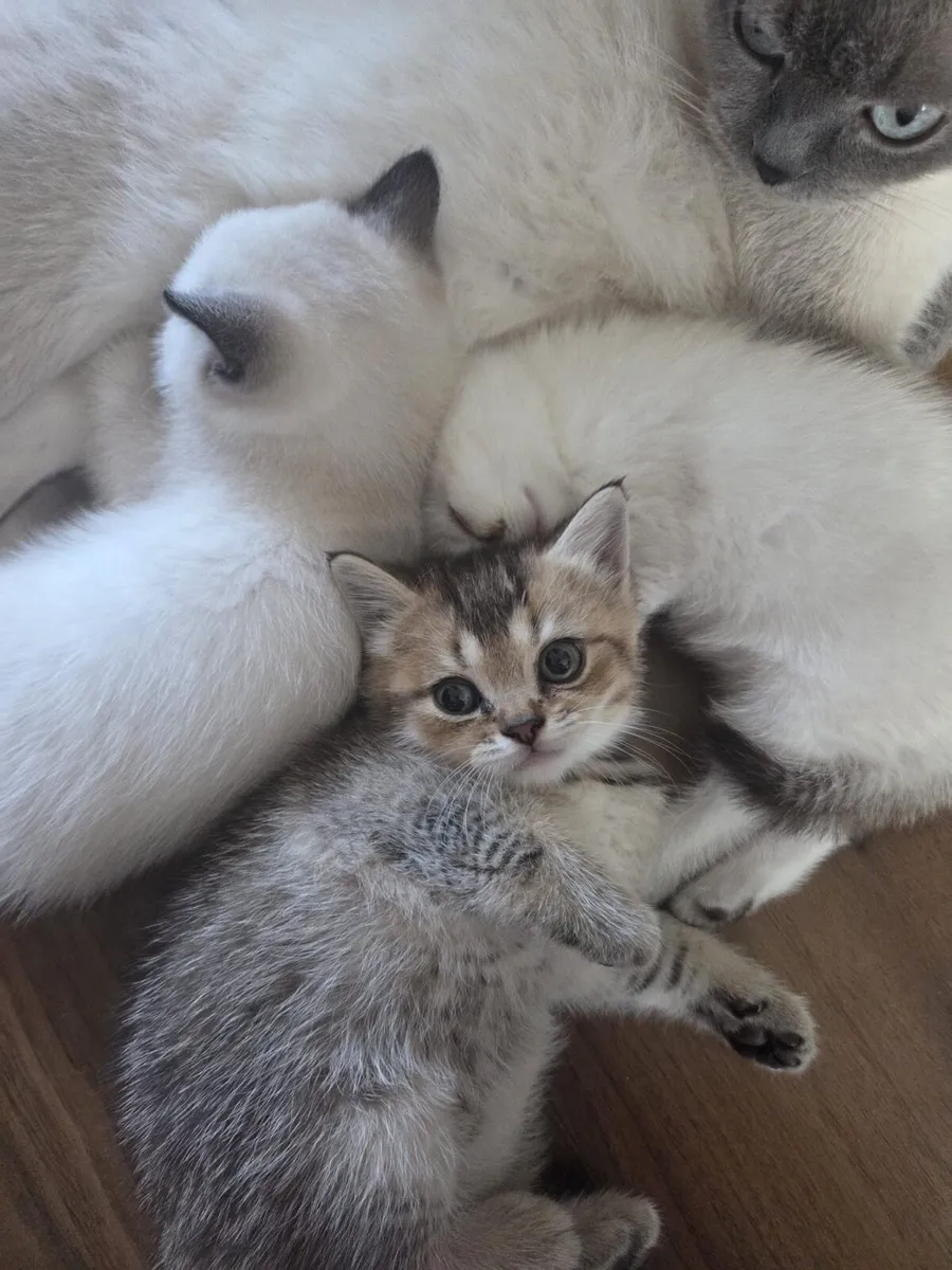 British Shorthair and Scottish Straight Kittens - Image 3