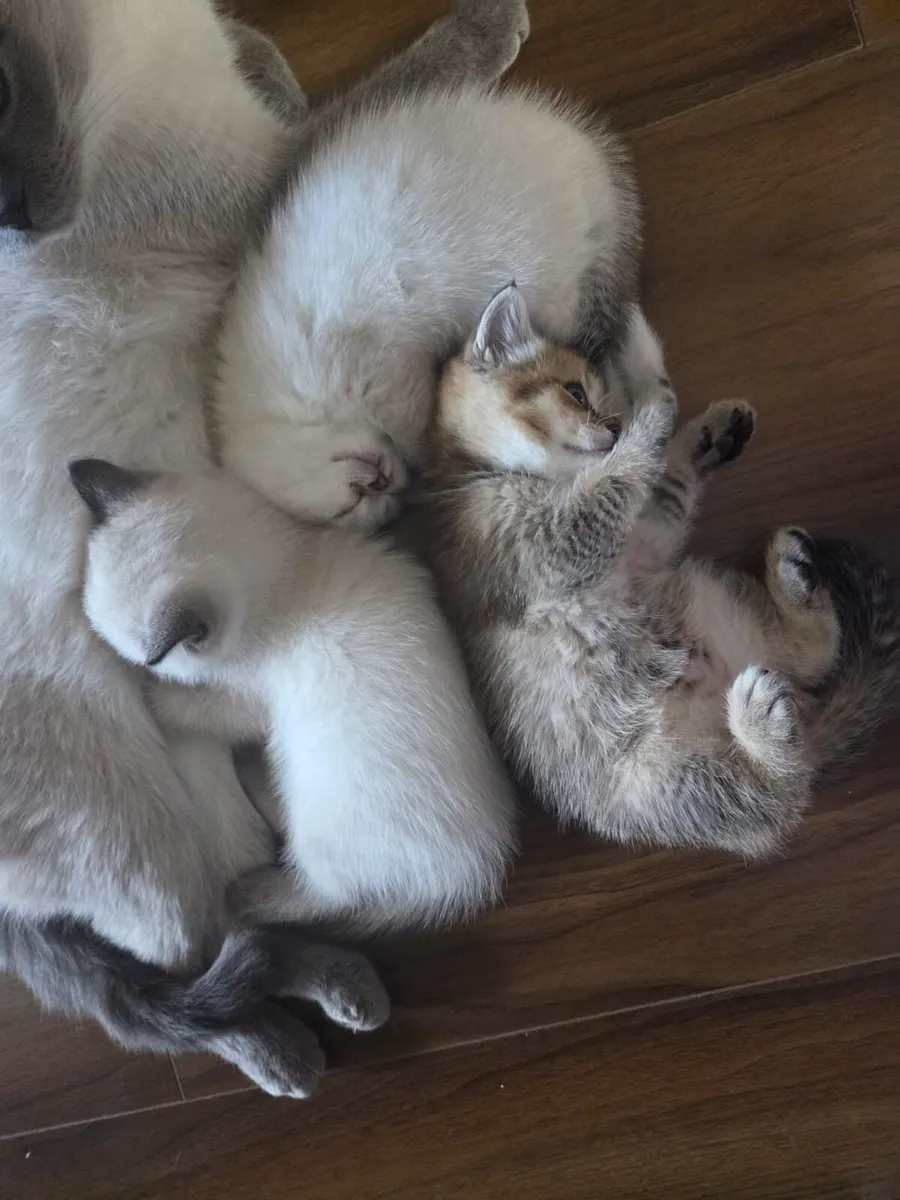 British Shorthair and Scottish Straight Kittens - Image 1