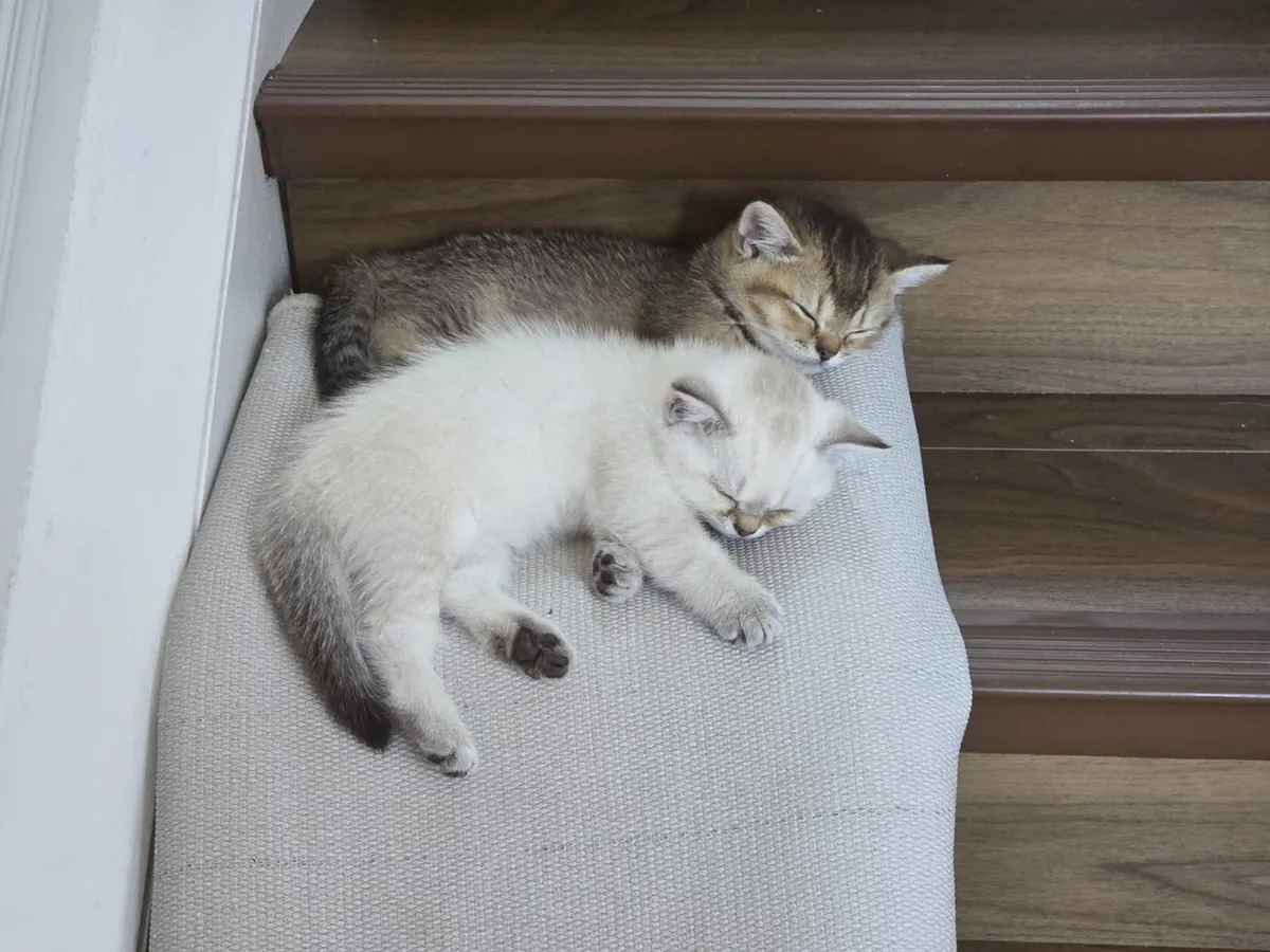 British Shorthair and Scottish Straight Kittens - Image 4