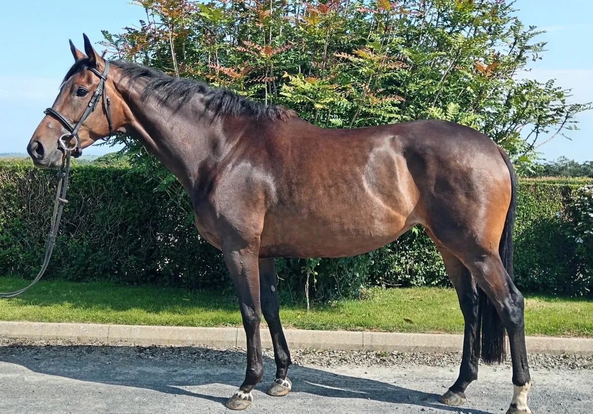 Horse - Image 1