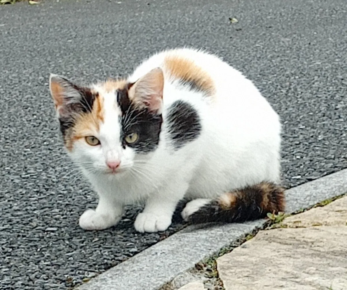 Kitten
