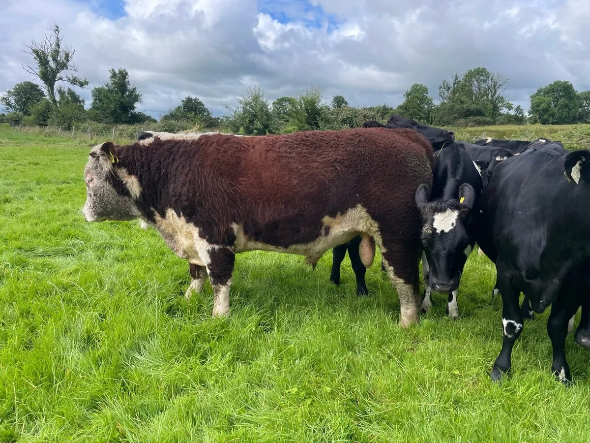 Pbr Hereford Bull - Image 1