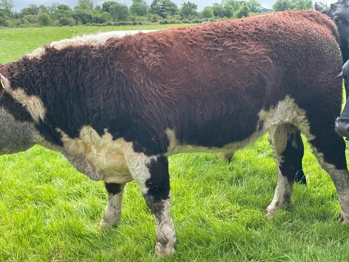 Pbr Hereford Bull - Image 2