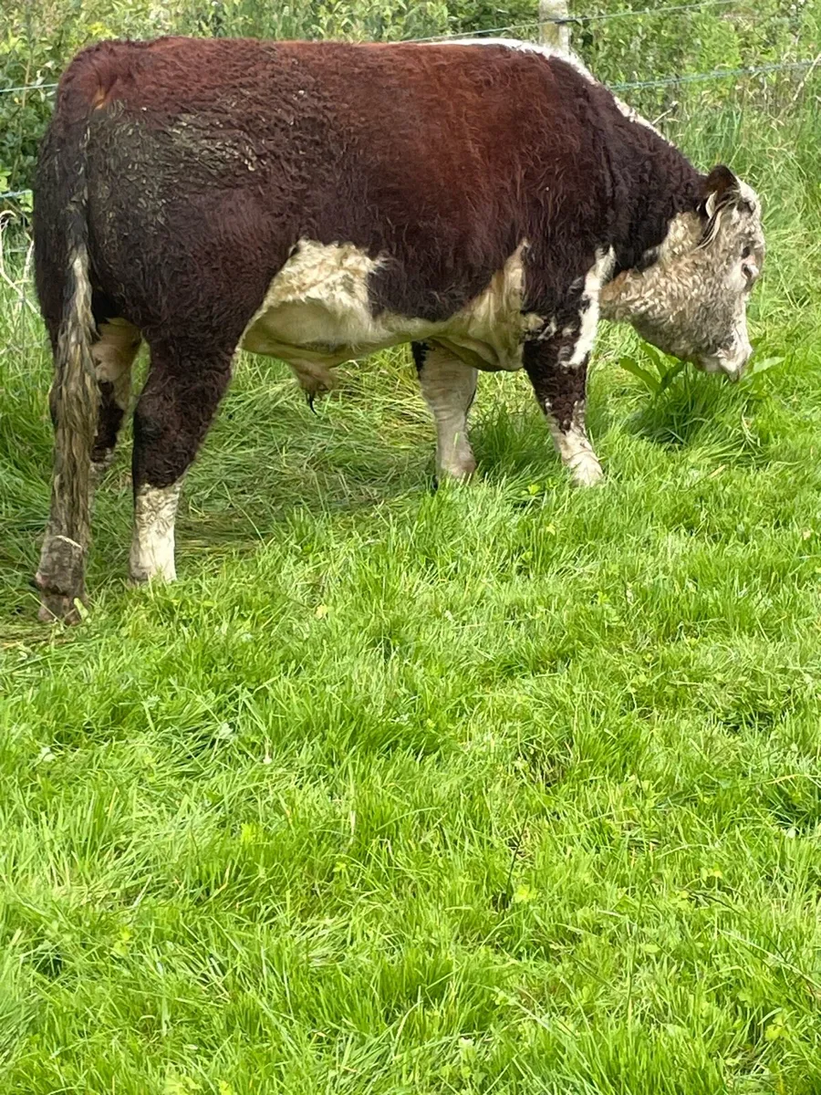 Pbr Hereford Bull - Image 3