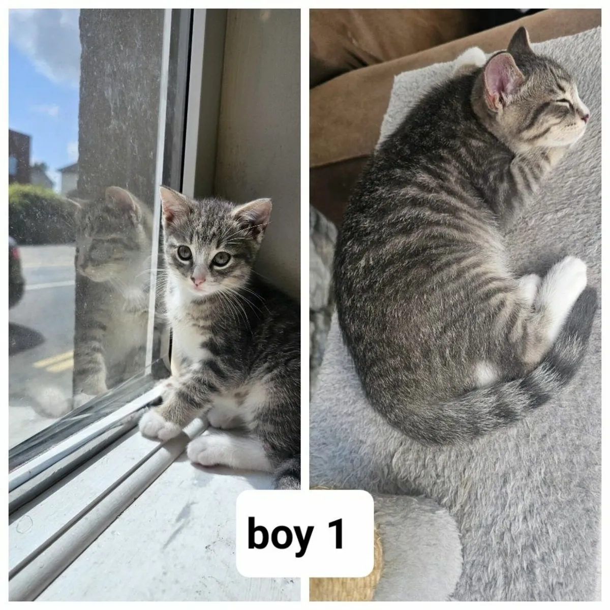 Kittens - Image 2
