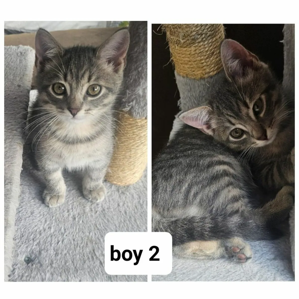 Kittens - Image 3