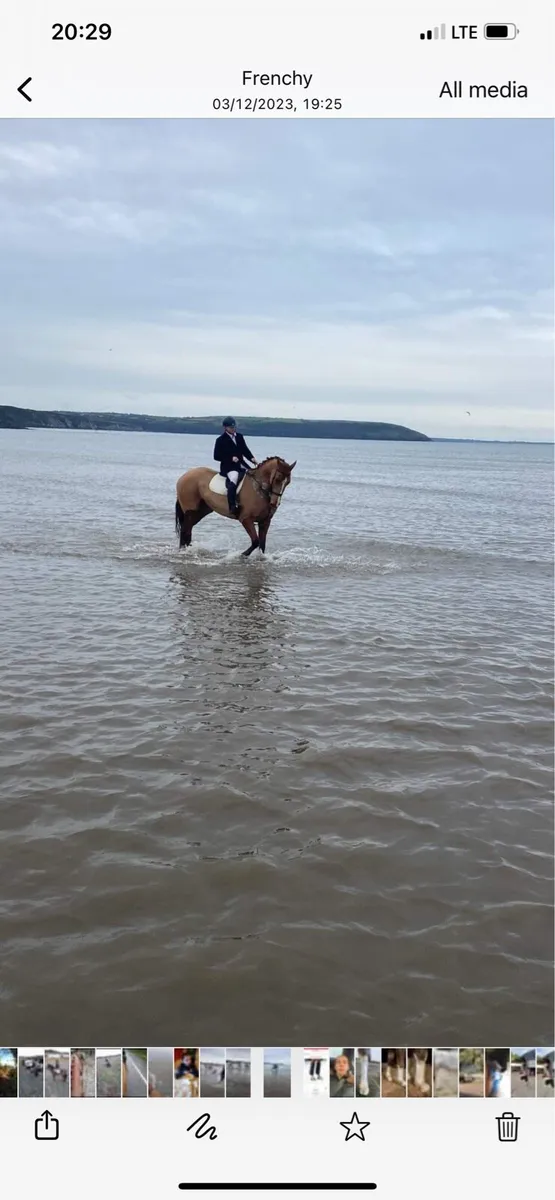 8 year old gelding - Image 1
