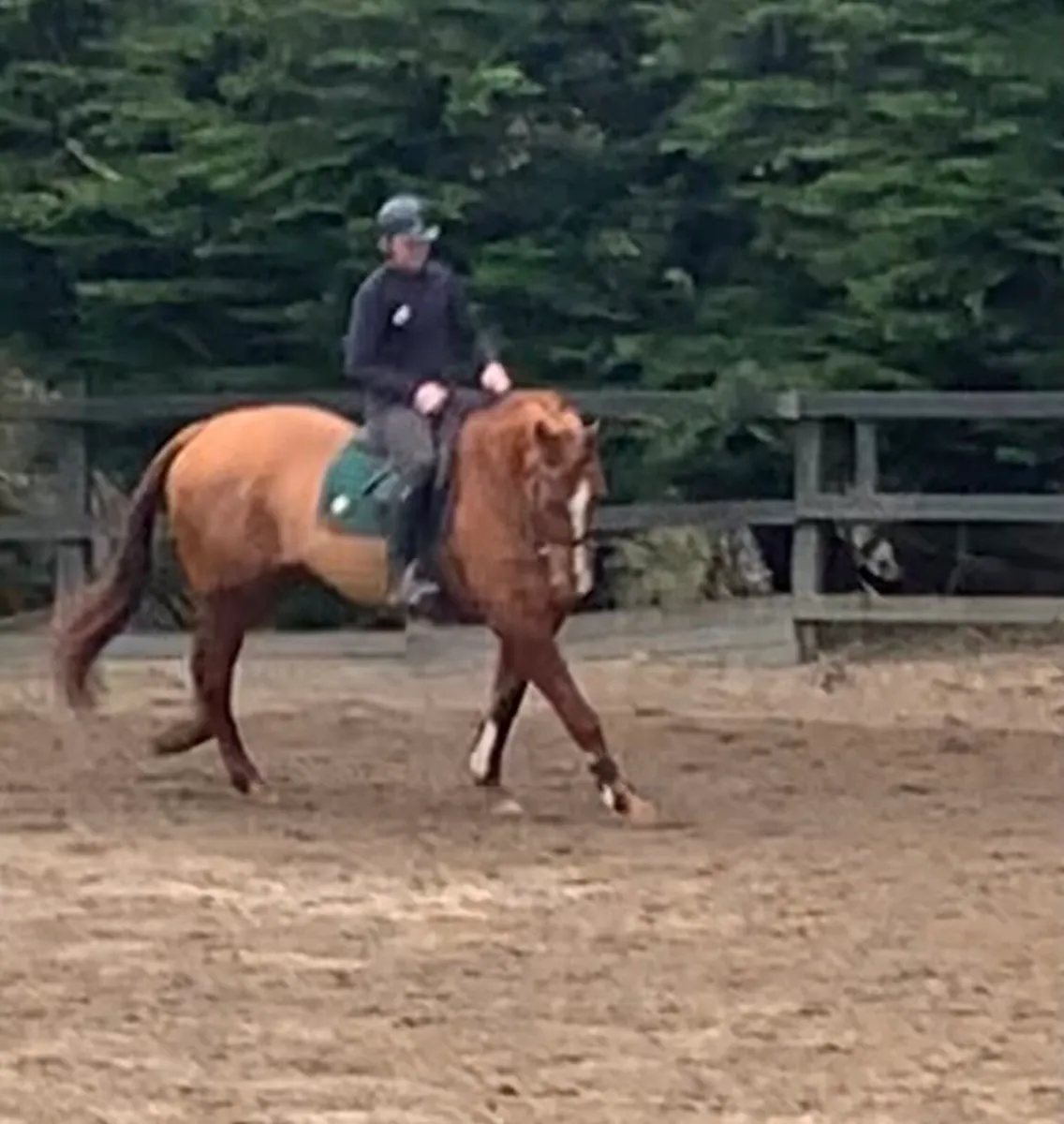 8 year old gelding - Image 2