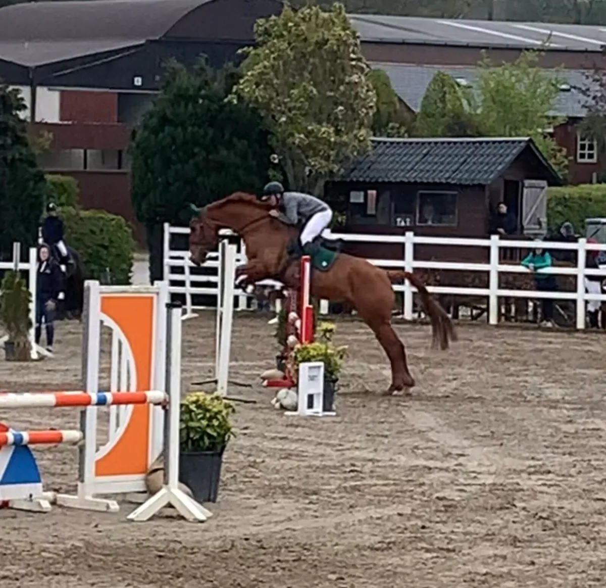 8 year old gelding - Image 4