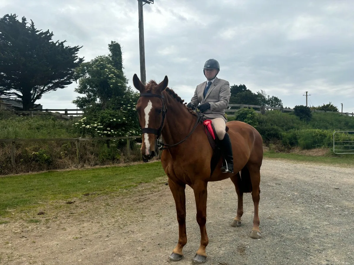 8 year old gelding - Image 3