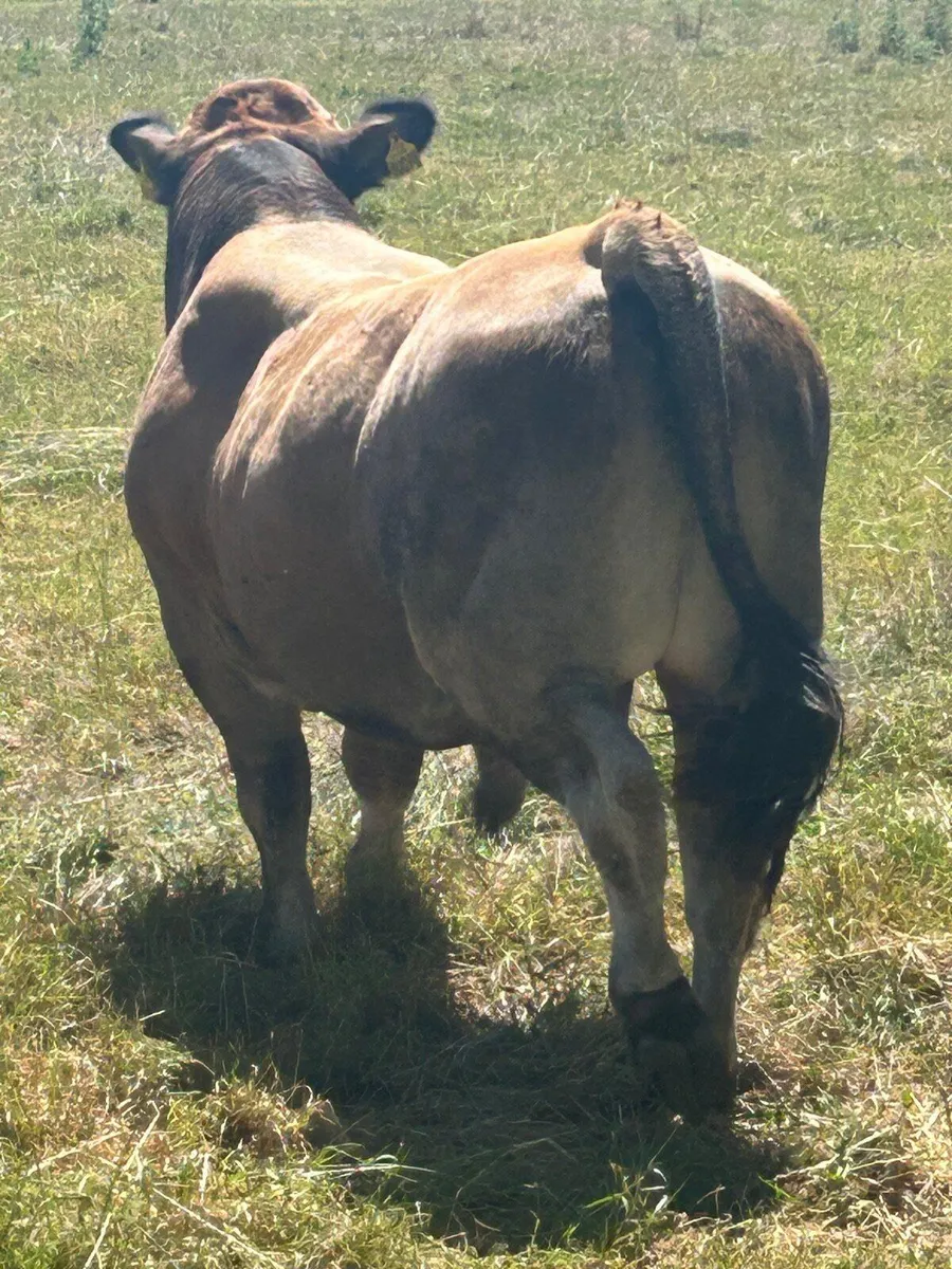 Aubrac Bull - Image 4