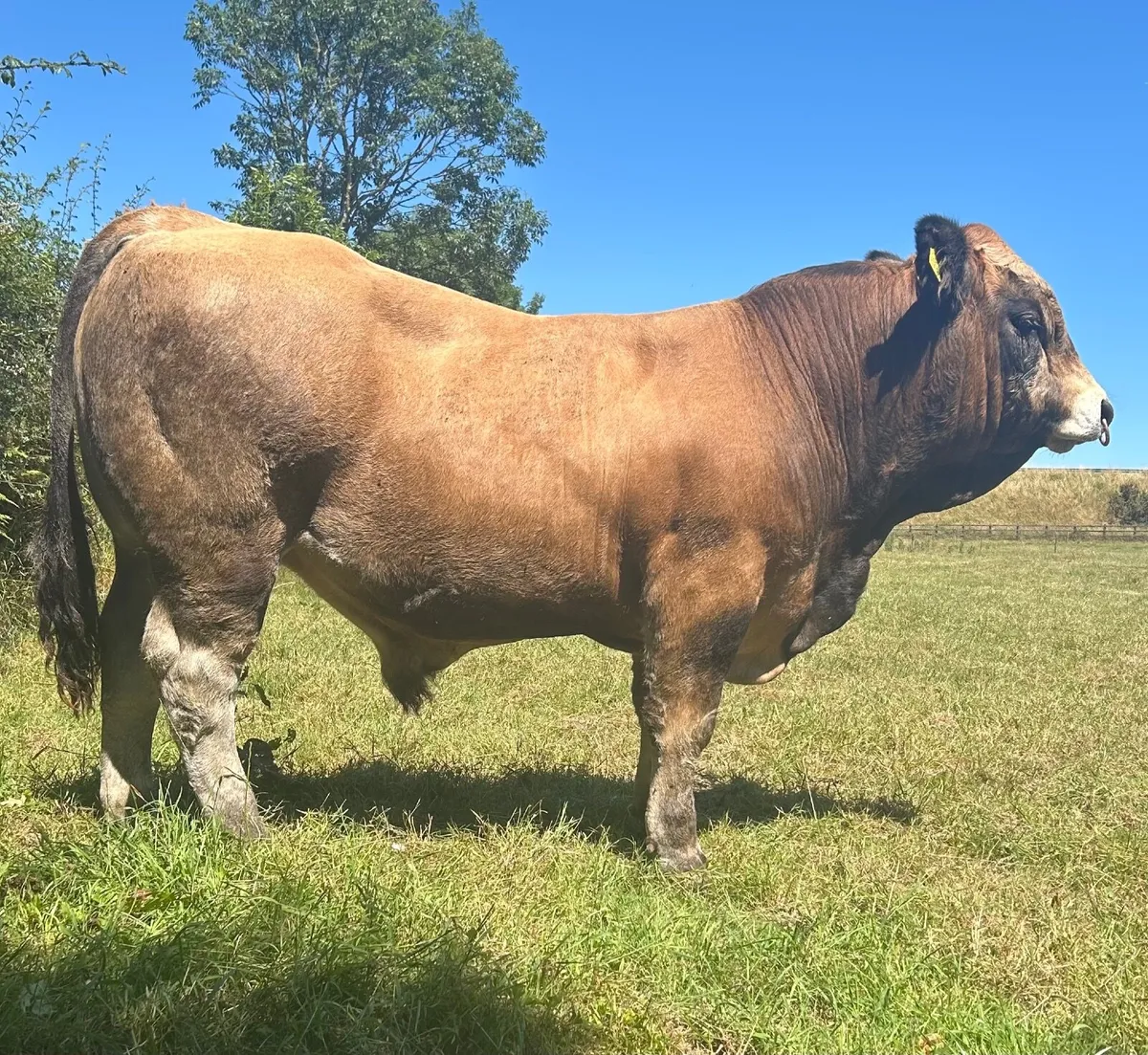 Aubrac Bull - Image 1