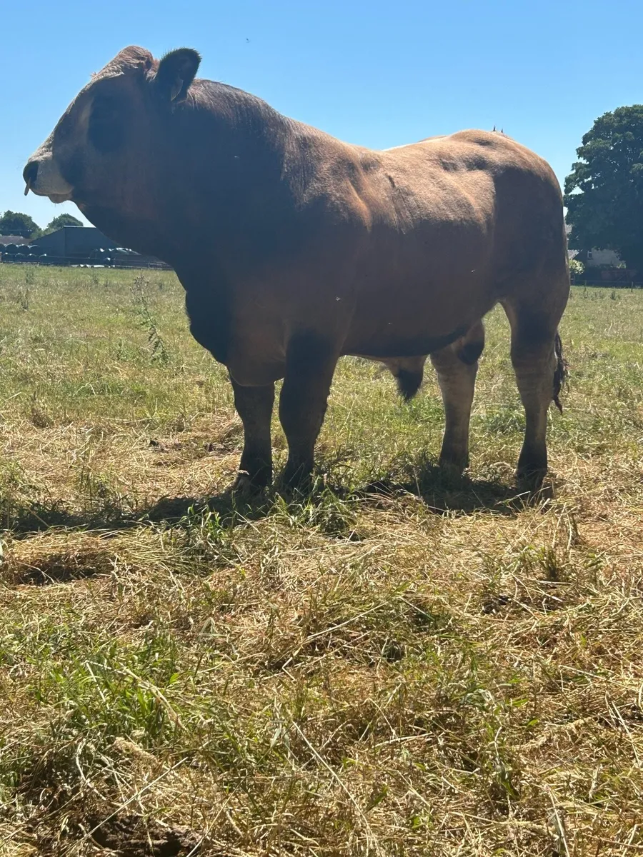 Aubrac Bull - Image 3