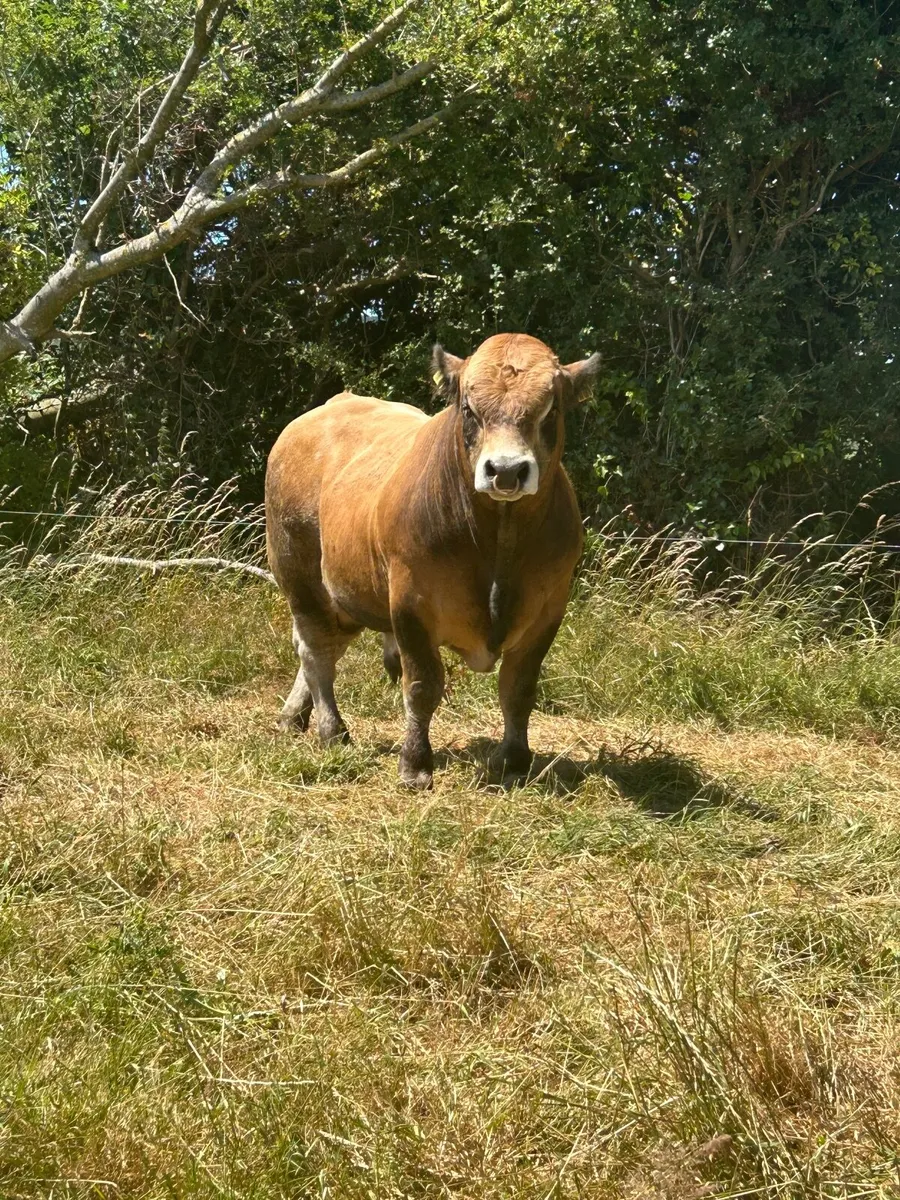 Aubrac Bull - Image 2