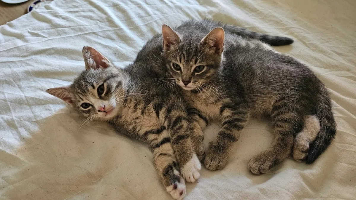 Kittens - Image 4