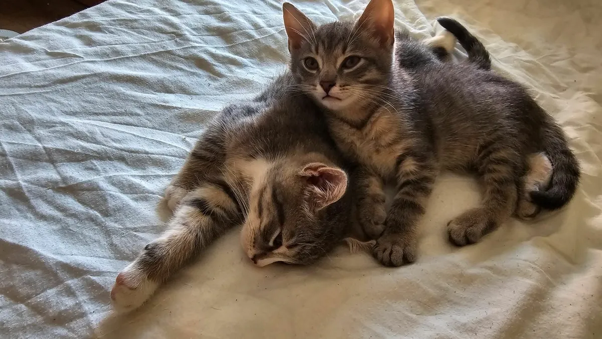 Tabby kittens - Image 2