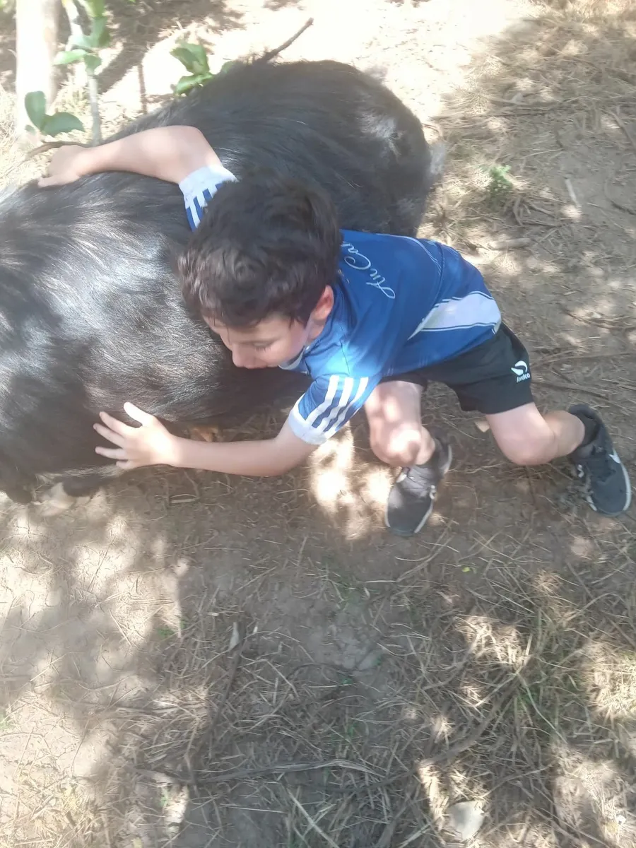 2 Free Kune kune pigs to good home - Image 1