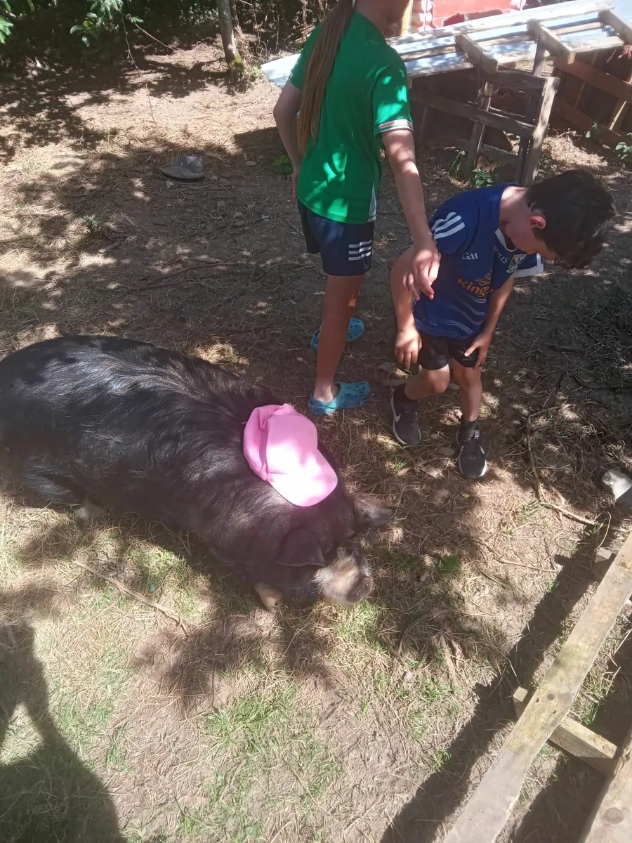 2 Free Kune kune pigs to good home - Image 2