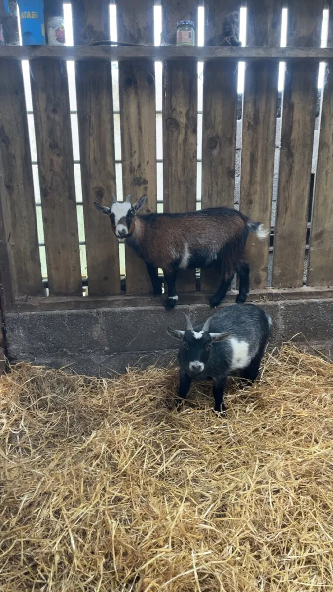 Male Pygmy Goats - Image 1