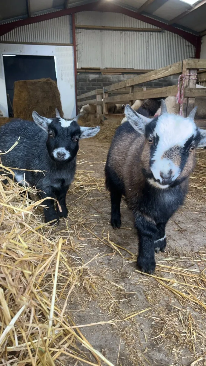 Male Pygmy Goats - Image 2