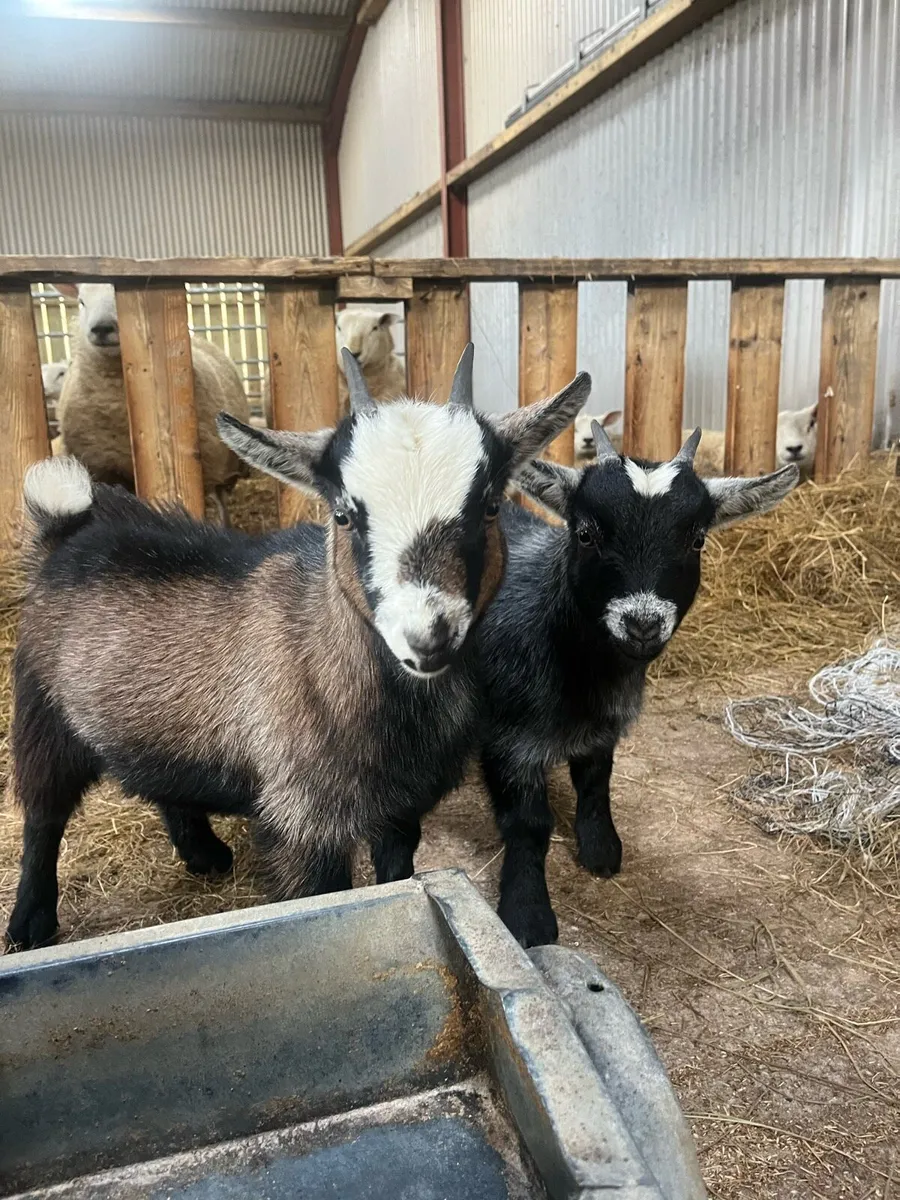 Male Pygmy Goats - Image 3