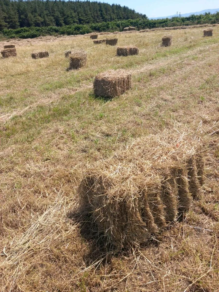 65 Small square bales of hay - Image 1