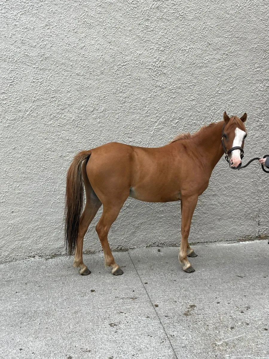Reg Welsh pony - Image 3